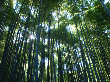 報国寺の竹の庭